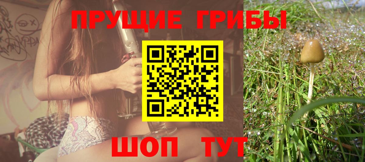 Псилоцибиновые грибы Magic Shrooms  Вход с VPN  Кизилюрт  Галлюциногенные грибы Psilocybine cubensis 